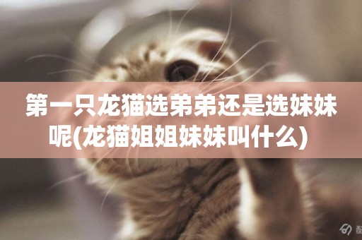 第一只龍貓選弟弟還是選妹妹呢(龍貓姐姐妹妹叫什么) 