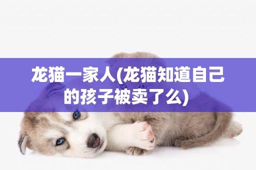 龍貓一家人(龍貓知道自己的孩子被賣了么) 