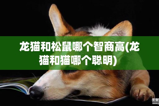 龍貓和松鼠哪個智商高(龍貓和貓哪個聰明) 