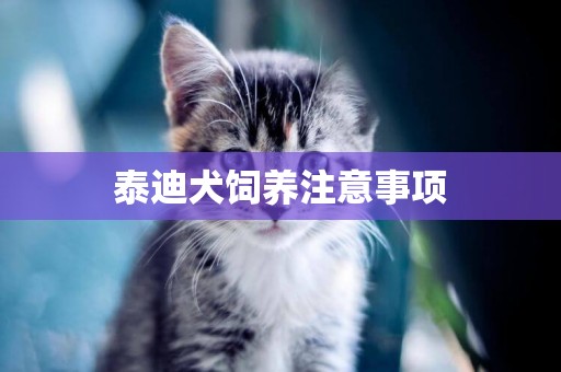 泰迪犬飼養注意事項