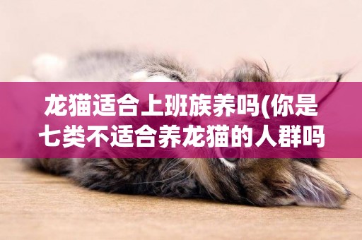龍貓適合上班族養嗎(你是七類不適合養龍貓的人群嗎英文) 