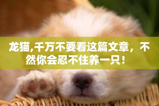 龍貓,千萬不要看這篇文章，不然你會忍不住養一只！ 