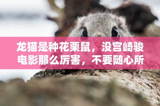 龍貓是種花栗鼠，沒宮崎駿電影那么厲害，不要隨心所欲去喂它 