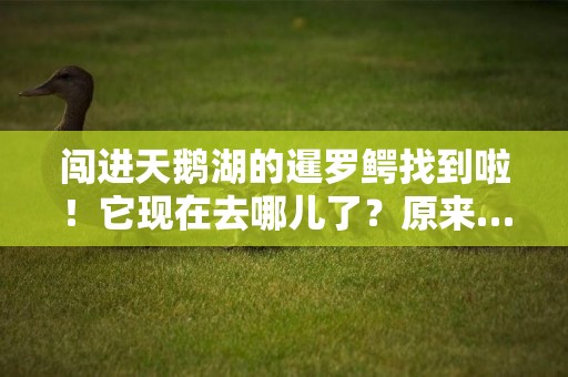 闖進天鵝湖的暹羅鱷找到啦！它現在去哪兒了？原來…… 