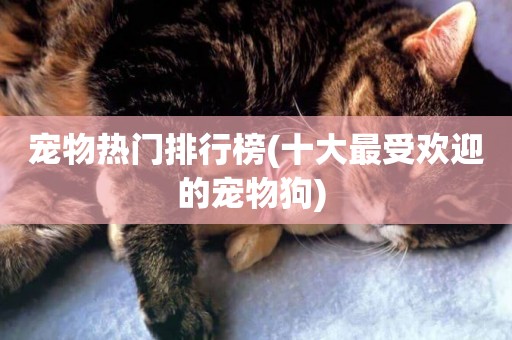 寵物熱門排行榜(十大最受歡迎的寵物狗) 