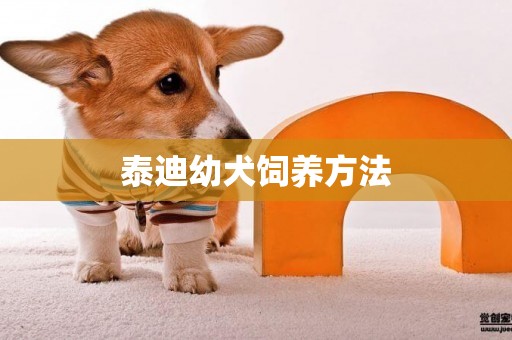 泰迪幼犬飼養方法