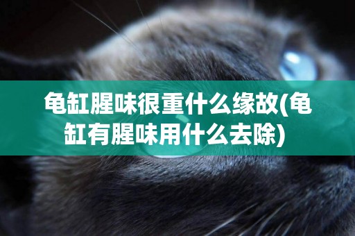 龜缸腥味很重什么緣故(龜缸有腥味用什么去除) 
