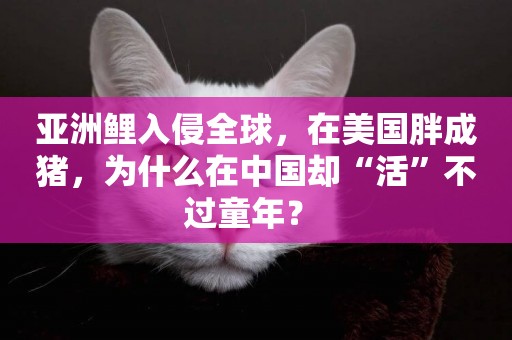亞洲鯉入侵全球，在美國胖成豬，為什么在中國卻“活”不過童年？ 