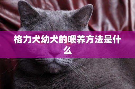 格力犬幼犬的喂養方法是什么