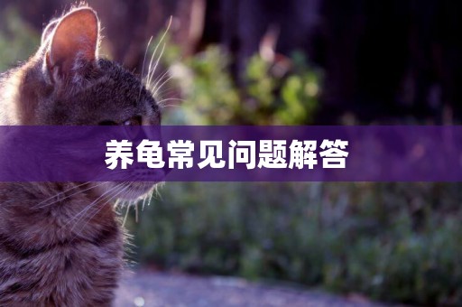養龜常見問題解答 