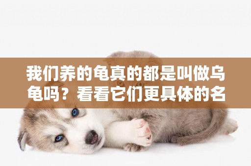 我們養的龜真的都是叫做烏龜嗎？看看它們更具體的名字 