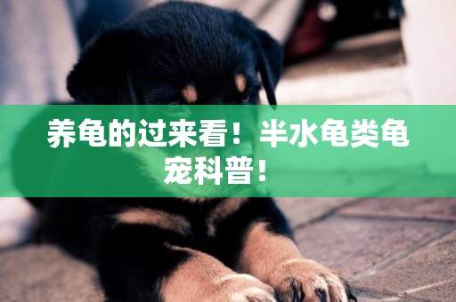 養龜的過來看！半水龜類龜寵科普！ 