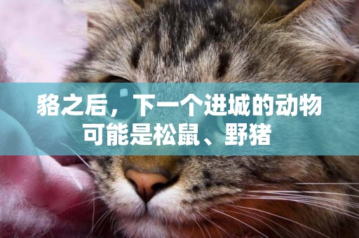 貉之后，下一個進城的動物可能是松鼠、野豬 