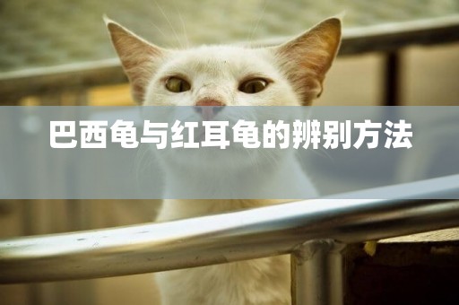 巴西龜與紅耳龜的辨別方法 