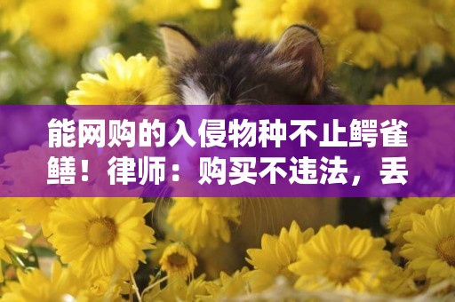 能網購的入侵物種不止鱷雀鱔！律師：購買不違法，丟棄恐擔刑責 