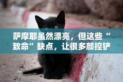 薩摩耶雖然漂亮，但這些“致命”缺點，讓很多顏控鏟屎官不敢養 