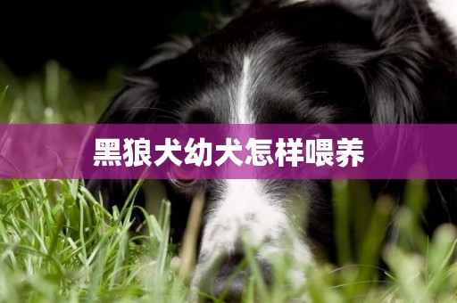黑狼犬幼犬怎樣喂養