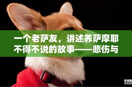 一個老薩友，講述養薩摩耶不得不說的故事——悲傷與快樂并存 