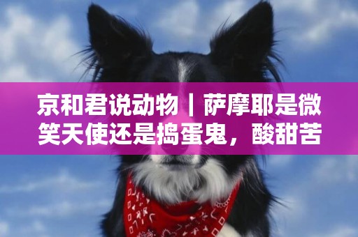 京和君說動物｜薩摩耶是微笑天使還是搗蛋鬼，酸甜苦辣誰養誰知道 