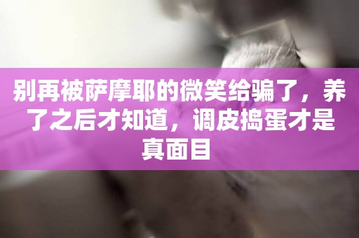 別再被薩摩耶的微笑給騙了，養了之后才知道，調皮搗蛋才是真面目 