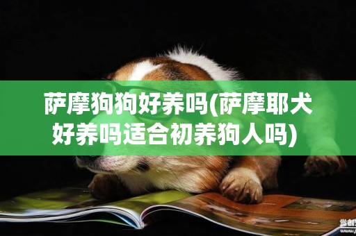 薩摩狗狗好養嗎(薩摩耶犬好養嗎適合初養狗人嗎) 