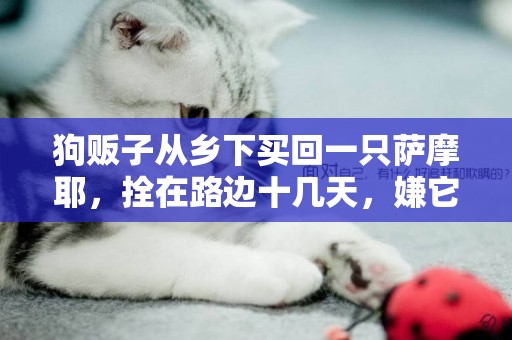 狗販子從鄉下買回一只薩摩耶，拴在路邊十幾天，嫌它太瘦不舍得賣 