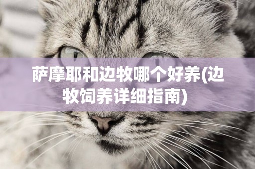 薩摩耶和邊牧哪個好養(邊牧飼養詳細指南) 