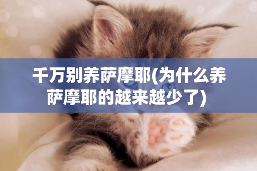千萬別養薩摩耶(為什么養薩摩耶的越來越少了) 