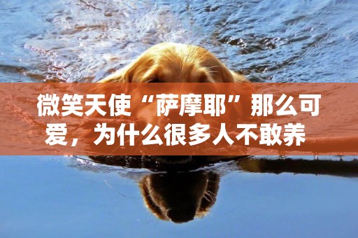 微笑天使“薩摩耶”那么可愛，為什么很多人不敢養 