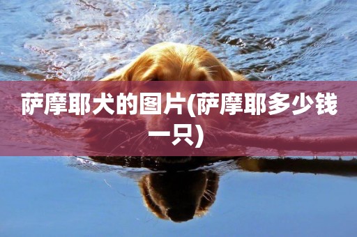 薩摩耶犬的圖片(薩摩耶多少錢一只) 