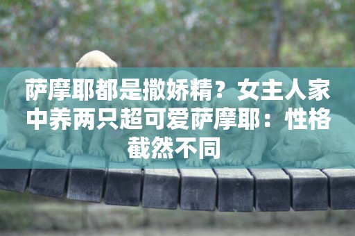 薩摩耶都是撒嬌精？女主人家中養兩只超可愛薩摩耶：性格截然不同 