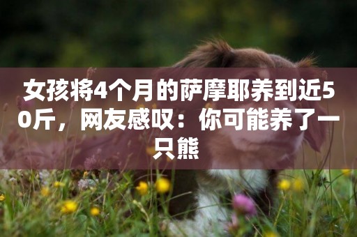 女孩將4個月的薩摩耶養到近50斤，網友感嘆：你可能養了一只熊 