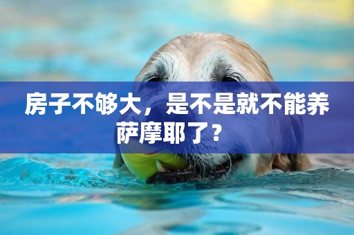 房子不夠大，是不是就不能養薩摩耶了？ 