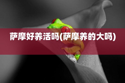 薩摩好養活嗎(薩摩養的大嗎) 