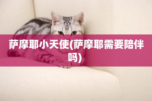 薩摩耶小天使(薩摩耶需要陪伴嗎) 