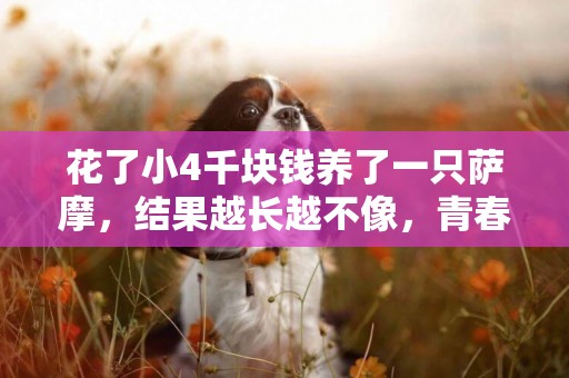 花了小4千塊錢養了一只薩摩，結果越長越不像，青春期的征兆嗎？ 