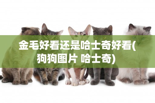 金毛好看還是哈士奇好看(狗狗圖片 哈士奇) 