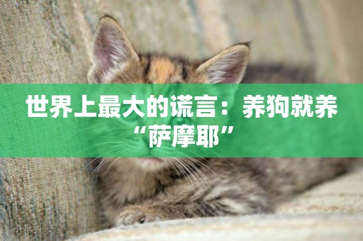 世界上最大的謊言：養狗就養“薩摩耶” 