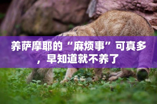 養薩摩耶的“麻煩事”可真多，早知道就不養了 