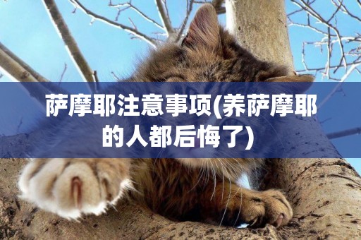 薩摩耶注意事項(養薩摩耶的人都后悔了) 