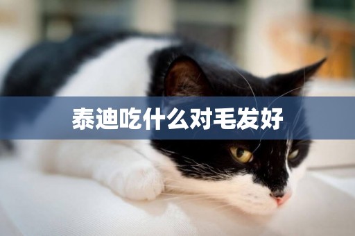 泰迪吃什么對毛發好