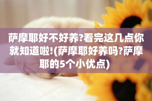 薩摩耶好不好養?看完這幾點你就知道啦!(薩摩耶好養嗎?薩摩耶的5個小優點) 