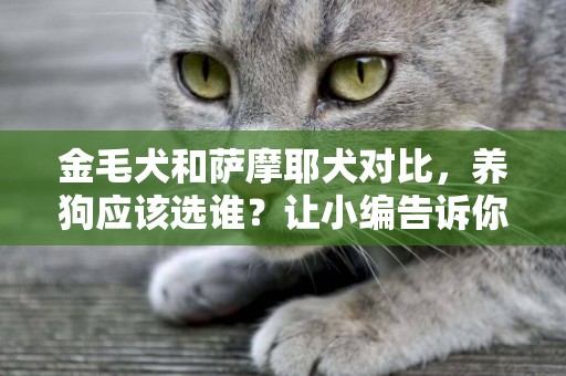 金毛犬和薩摩耶犬對比，養狗應該選誰？讓小編告訴你 