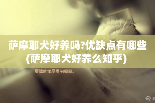 薩摩耶犬好養嗎?優缺點有哪些(薩摩耶犬好養么知乎) 