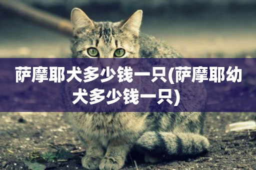 薩摩耶犬多少錢一只(薩摩耶幼犬多少錢一只) 