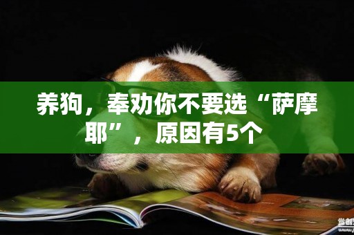 養狗，奉勸你不要選“薩摩耶”，原因有5個 