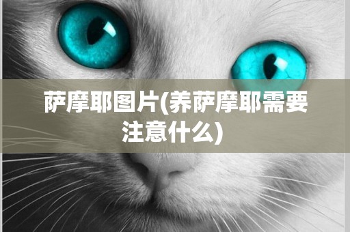 薩摩耶圖片(養薩摩耶需要注意什么) 