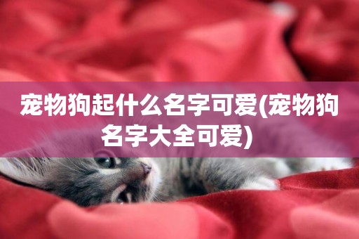 寵物狗起什么名字可愛(寵物狗名字大全可愛) 