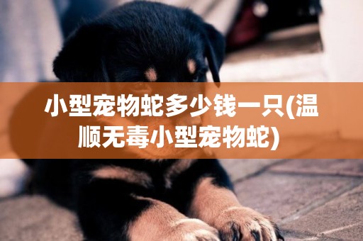 小型寵物蛇多少錢一只(溫順無毒小型寵物蛇) 
