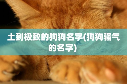 土到極致的狗狗名字(狗狗騷氣的名字) 